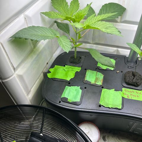 Fuegisima #6 growlog timeline photo