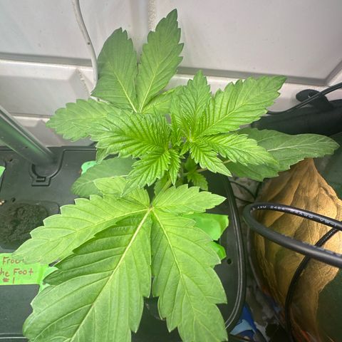 Fuegisima #5 growlog timeline photo