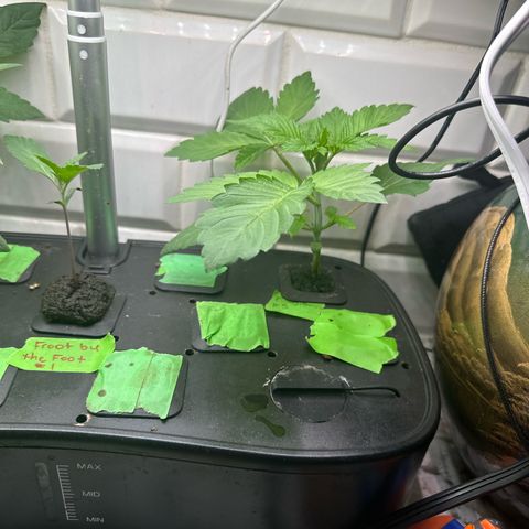 Fuegisima #5 growlog timeline photo