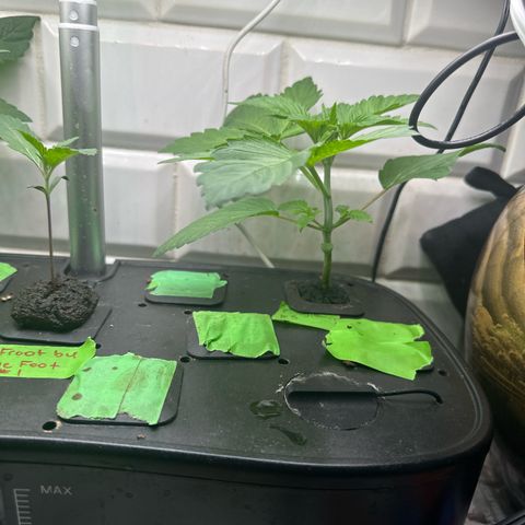 Fuegisima #5 growlog timeline photo
