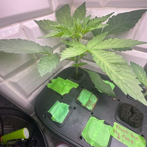 Fuegisima #6 growlog timeline photo