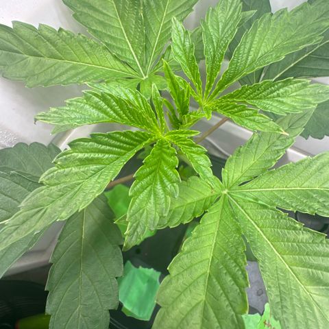 Fuegisima #6 growlog timeline photo