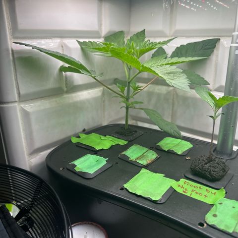 Fuegisima #6 growlog timeline photo