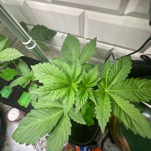 Fuegisima #5 growlog timeline photo