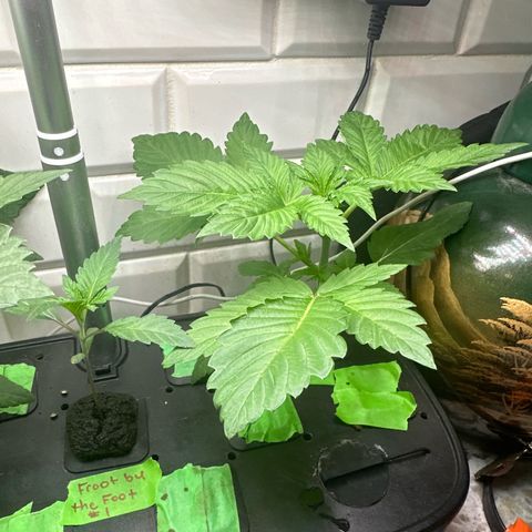 Fuegisima #5 growlog timeline photo
