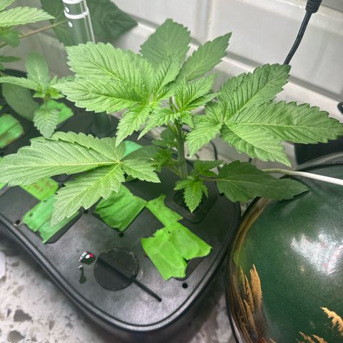 Fuegisima #5 growlog timeline photo