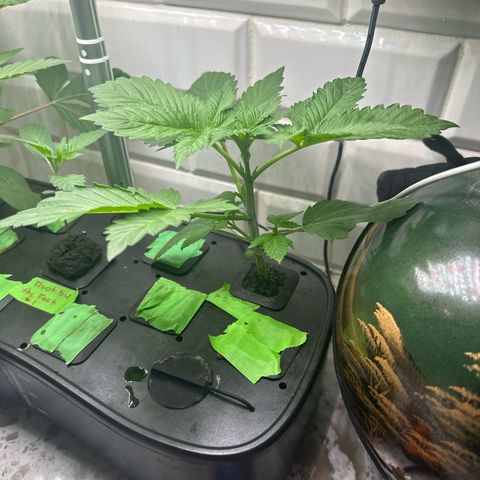 Fuegisima #5 growlog timeline photo