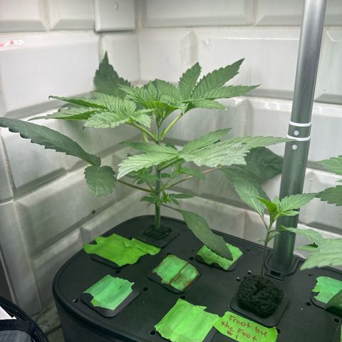 Fuegisima #6 growlog timeline photo
