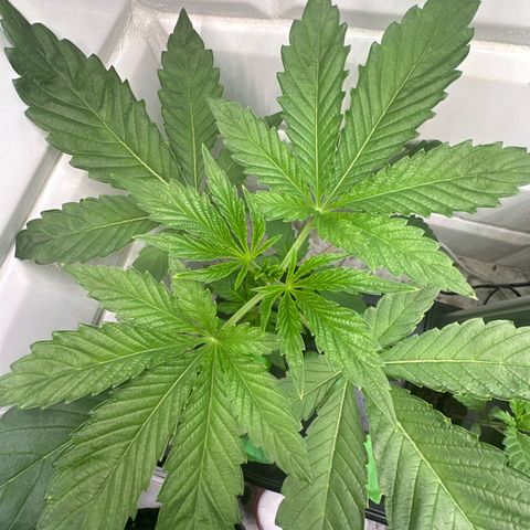 Fuegisima #6 growlog timeline photo