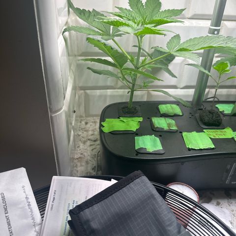 Fuegisima #6 growlog timeline photo