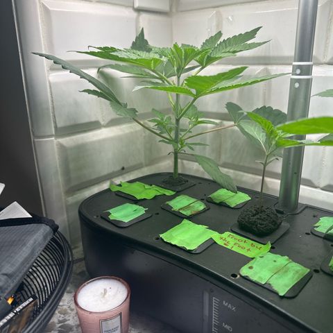 Fuegisima #6 growlog timeline photo