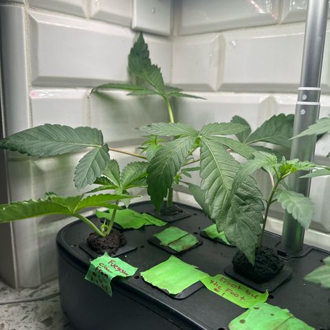 Fuegisima #5 growlog photo: After topping 