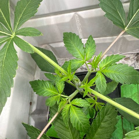 Fuegisima #5 growlog photo: After topping 