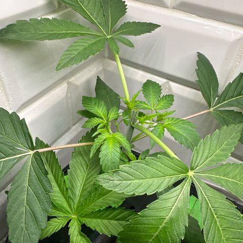 Fuegisima #5 growlog photo: After topping 
