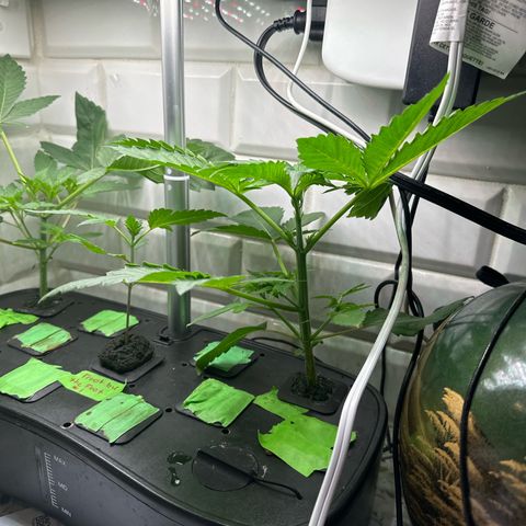 Fuegisima #5 growlog photo: Second node level are both growing to one side