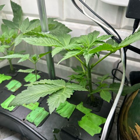 Fuegisima #5 growlog photo: Second node level are both growing to one side