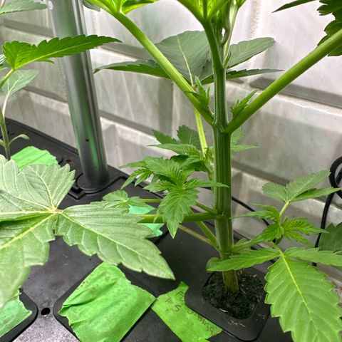 Fuegisima #5 growlog photo: Second node level are both growing to one side