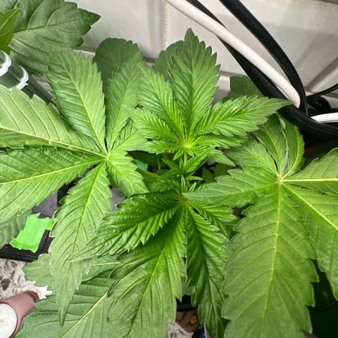 Fuegisima #5 growlog photo: Second node level are both growing to one side