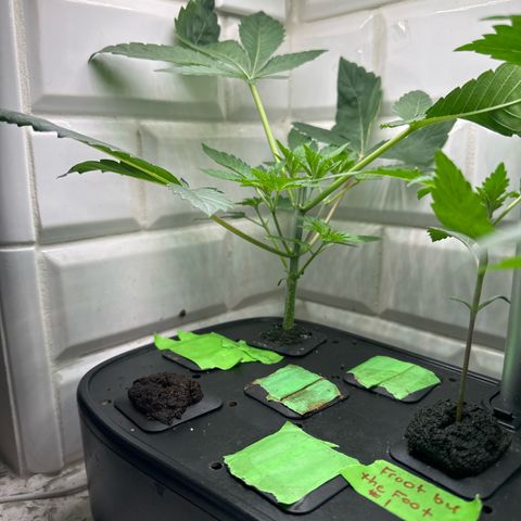 Fuegisima #6 growlog timeline photo