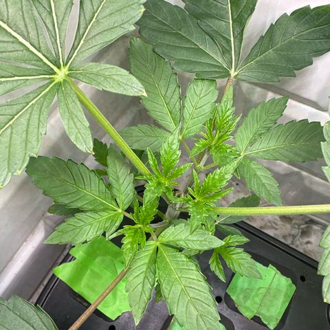 Fuegisima #6 growlog timeline photo