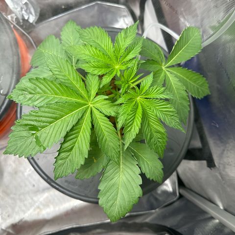 Fuegisima #5 growlog timeline photo