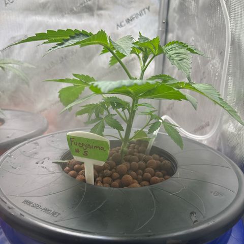 Fuegisima #5 growlog timeline photo