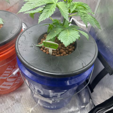 Fuegisima #5 growlog timeline photo
