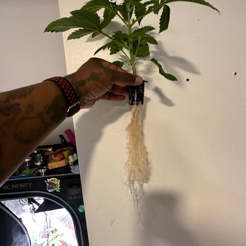 Fuegisima #5 growlog timeline photo