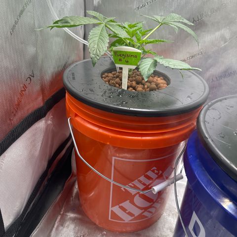 Fuegisima #6 growlog timeline photo