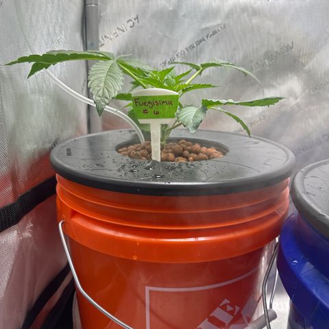 Fuegisima #6 growlog timeline photo