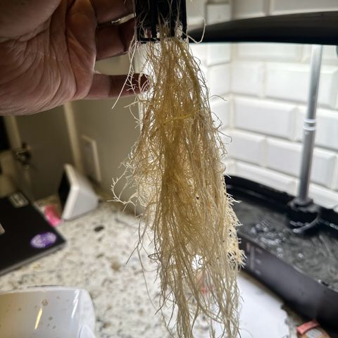 Fuegisima #6 growlog timeline photo