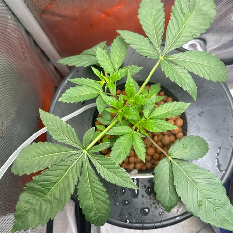 Fuegisima #6 growlog timeline photo
