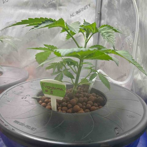 Fuegisima #5 growlog timeline photo