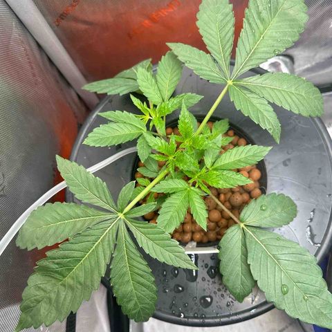 Fuegisima #6 growlog timeline photo