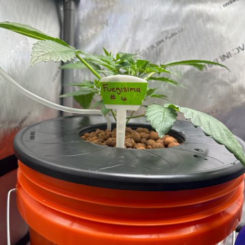 Fuegisima #6 growlog timeline photo