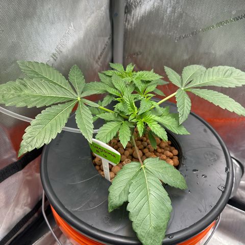 Fuegisima #6 growlog timeline photo