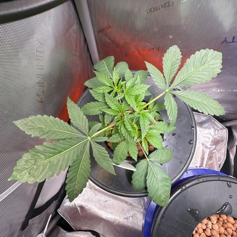 Fuegisima #6 growlog timeline photo