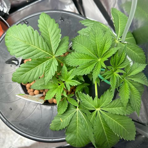 Fuegisima #5 growlog timeline photo
