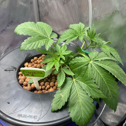 Fuegisima #5 growlog timeline photo