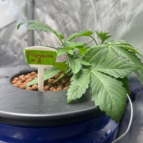 Fuegisima #5 growlog timeline photo