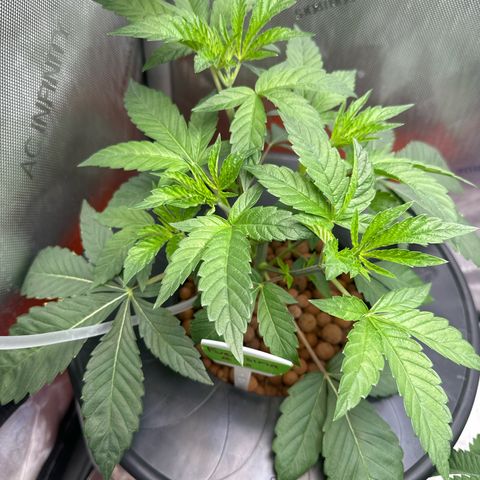 Fuegisima #6 growlog photo: Growing well, roots are growing through net pot absorbing water. 