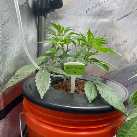 Fuegisima #6 growlog photo: Growing well, roots are growing through net pot absorbing water. 