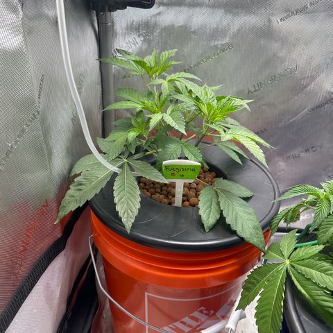 Fuegisima #6 growlog photo: Growing well, roots are growing through net pot absorbing water. 