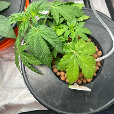 Fuegisima #5 growlog photo: Looks as if she’s not doing well. Dropping leaves and slow root growth 