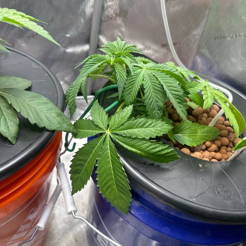 Fuegisima #5 growlog photo: Looks as if she’s not doing well. Dropping leaves and slow root growth 