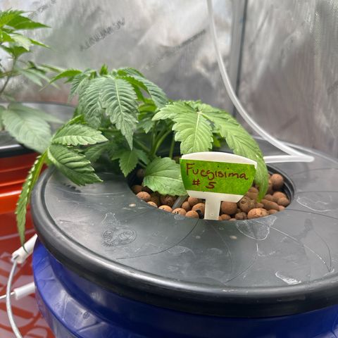 Fuegisima #5 growlog photo: Looks as if she’s not doing well. Dropping leaves and slow root growth 