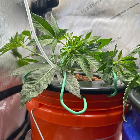 Fuegisima #6 growlog timeline photo
