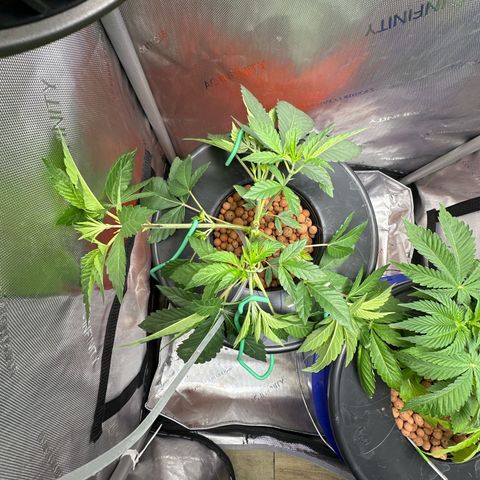 Fuegisima #6 growlog timeline photo