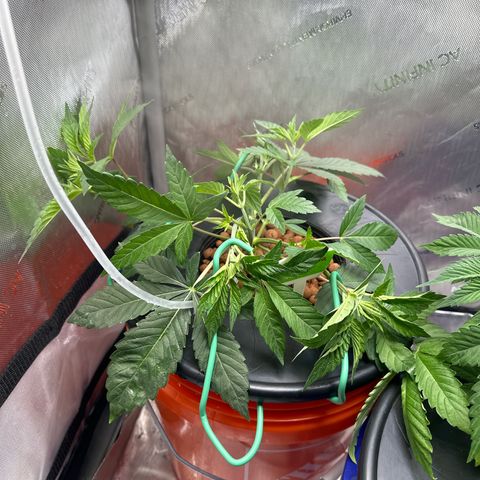 Fuegisima #6 growlog timeline photo