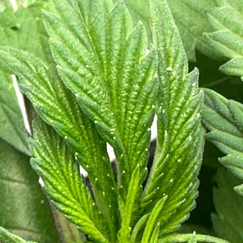 Fuegisima #5 growlog photo: Possibly powdered mildew located. Treated  possibly found powdery mildew treated with 1.5 tablespoons of 3% HP and 8 oz of water